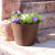 Round pot color PETUNIA