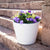 Round pot color PETUNIA
