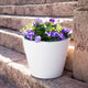Round pot color PETUNIA