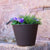 Round pot color PETUNIA