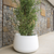 Round pot color CAMELIA 80