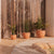 AZALEA 40 coloured round pot