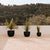 AZALEA 40 coloured round pot