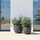 AZALEA 40 coloured round pot