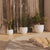 AZALEA 50 coloured round pot