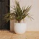AZALEA 40 coloured round pot