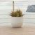 AZALEA 30 coloured round pot