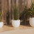 AZALEA 30 coloured round pot