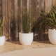 AZALEA 30 coloured round pot