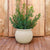 BEGONIA 60 Round Planter