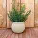 BEGONIA 60 Round Planter