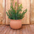 BEGONIA 60 Round Planter