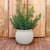 BEGONIA 60 Round Planter