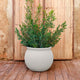 BEGONIA 60 Round Planter