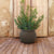 BEGONIA 60 Round Planter