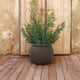 BEGONIA 60 Round Planter