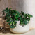 Round pot CAMELIA 80