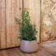Long pot CAMELIA LARGE
