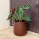 Round pot CAMELIA HIGH