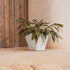 Square pot CLAVEL 30