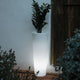 Round pot with light FICUS 80