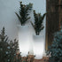 Round pot with light FICUS 80