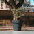 Giant pot MAGNOLIA 160