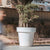 Giant pot MAGNOLIA 160