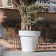 Giant pot MAGNOLIA 160