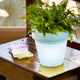 Round pot light MAGNOLIA 30