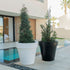 Large pot MAGNOLIA 80CM