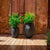 ALOE 45 Round Planter