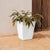 Square rustic pot CALENDULA 50