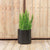 ROUND POT HORTENSIA 50