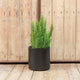 ROUND POT HORTENSIA 50