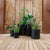 Round pot HORTENSIA 40