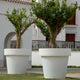 Giant pot MAGNOLIA 120