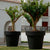 Giant pot MAGNOLIA 120