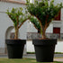 Giant pot MAGNOLIA 120
