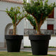 Giant pot MAGNOLIA 120