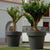 Giant pot MAGNOLIA 120
