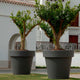 Giant pot MAGNOLIA 120