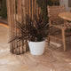 Round pot PETUNIA