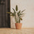 Round pot PETUNIA