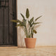 Round pot PETUNIA