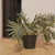 Round pot PETUNIA