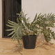Round pot PETUNIA