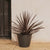 Round pot PETUNIA