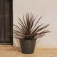 Round pot PETUNIA