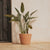 Round pot PETUNIA